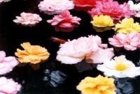 �����Ɖ�