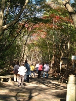 �g�t�U�􁕍g�t�B�e�̗l�q�i�g�t�J�j